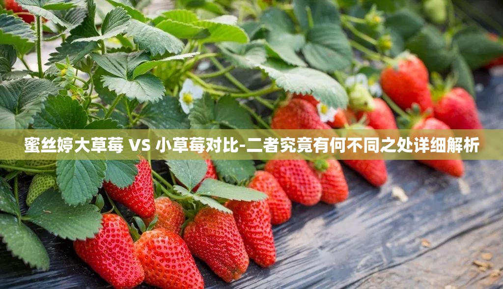 蜜丝婷大草莓 VS 小草莓对比-二者究竟有何不同之处详细解析