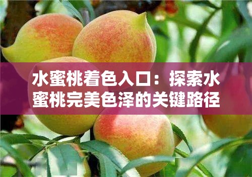 水蜜桃着色入口：探索水蜜桃完美色泽的关键路径