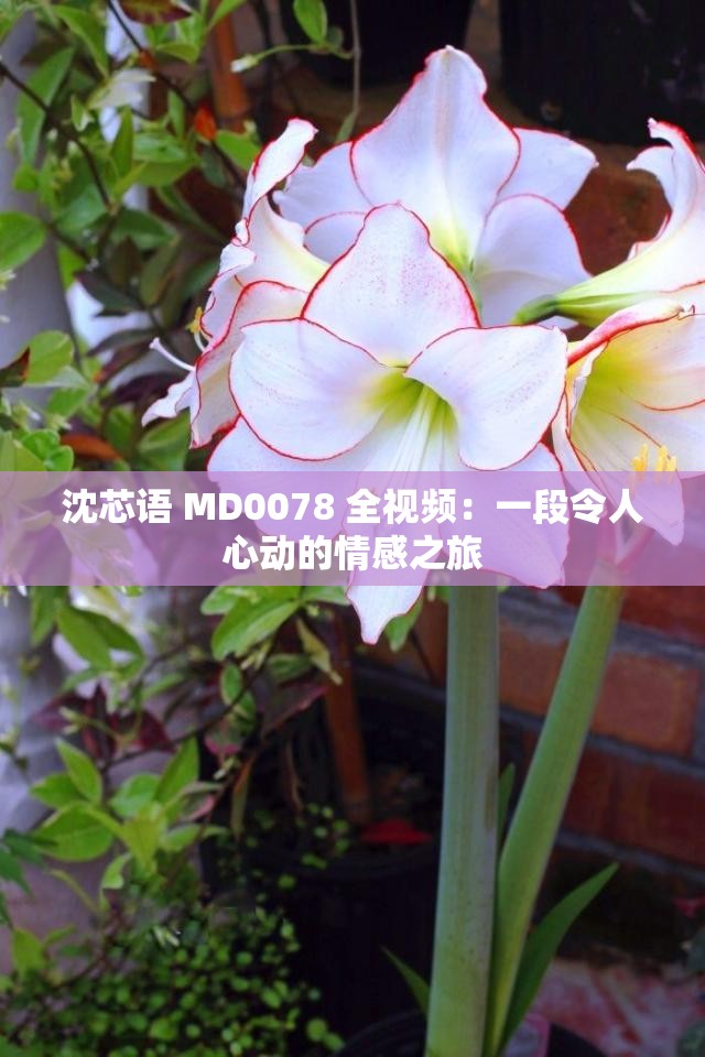 沈芯语 MD0078 全视频：一段令人心动的情感之旅