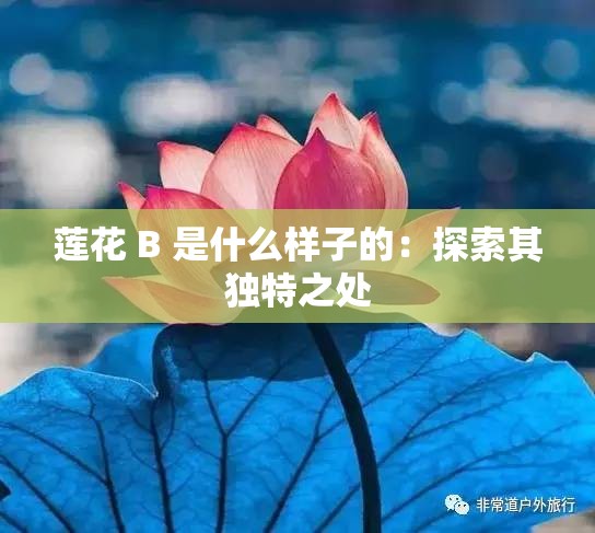 莲花 B 是什么样子的：探索其独特之处