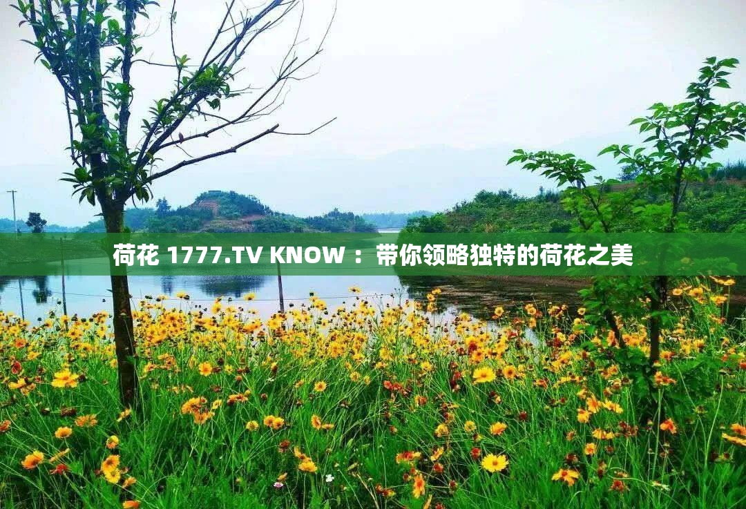 荷花 1777.TV KNOW ：带你领略独特的荷花之美