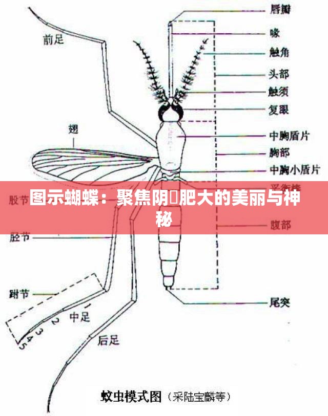 图示蝴蝶：聚焦阴脣肥大的美丽与神秘