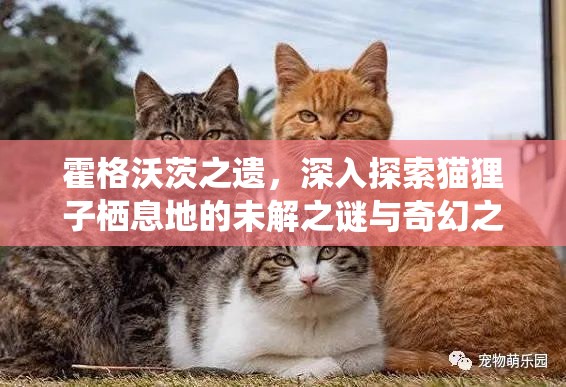 霍格沃茨之遗，深入探索猫狸子栖息地的未解之谜与奇幻之旅