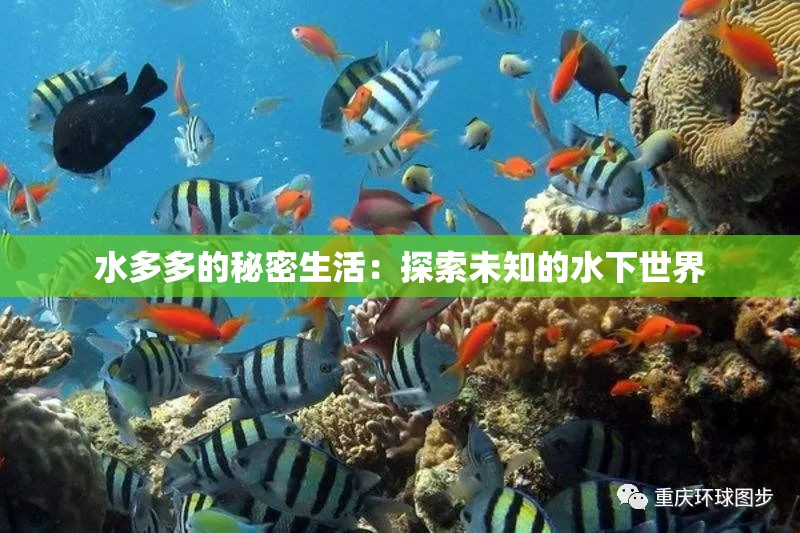 水多多的秘密生活：探索未知的水下世界