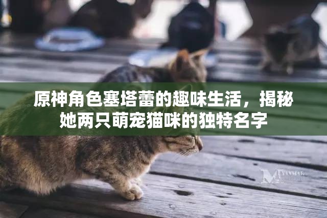 原神角色塞塔蕾的趣味生活，揭秘她两只萌宠猫咪的独特名字