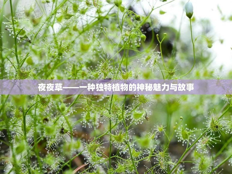 夜夜草——一种独特植物的神秘魅力与故事