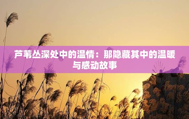 芦苇丛深处中的温情：那隐藏其中的温暖与感动故事