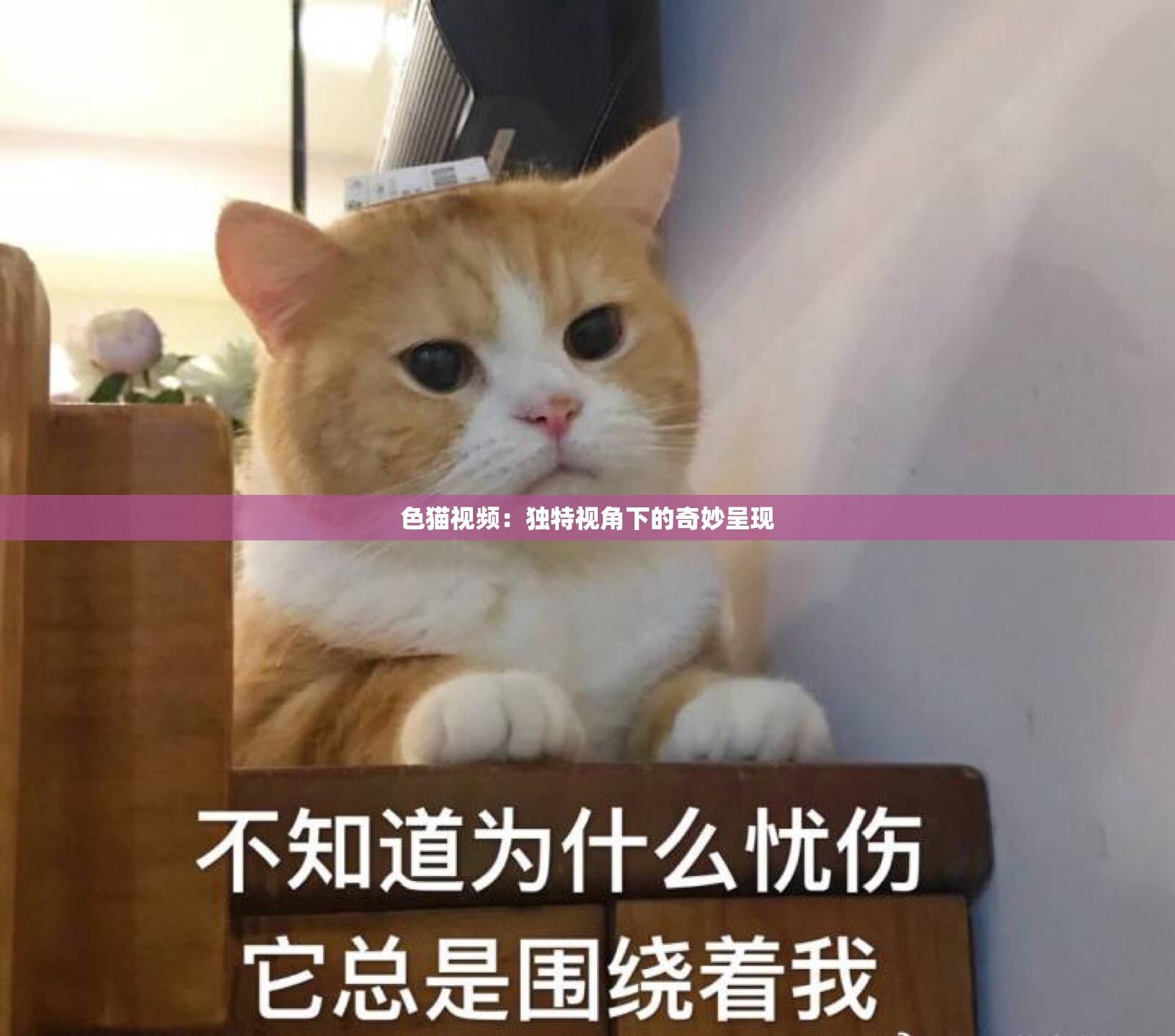 色猫视频：独特视角下的奇妙呈现