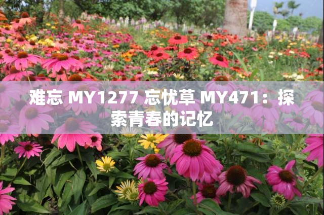 难忘 MY1277 忘忧草 MY471：探索青春的记忆