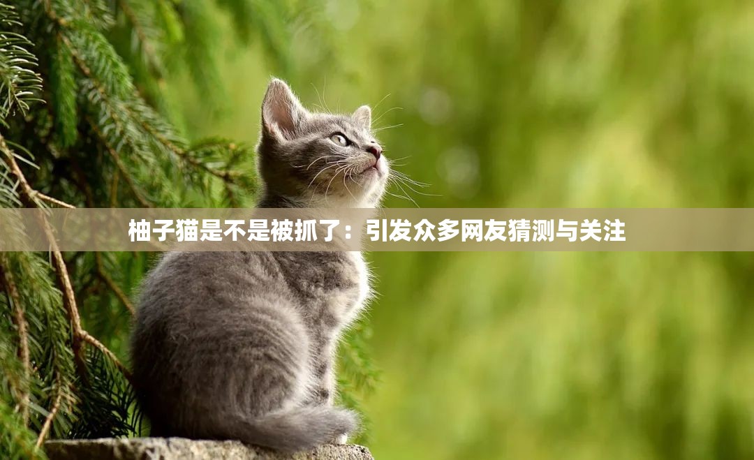 柚子猫是不是被抓了：引发众多网友猜测与关注