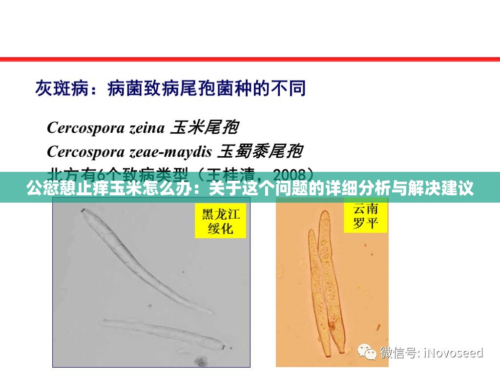 公愆憩止痒玉米怎么办：关于这个问题的详细分析与解决建议