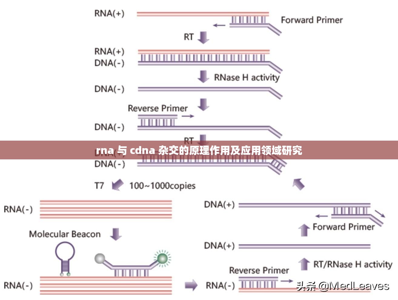 rna 与 cdna 杂交的原理作用及应用领域研究