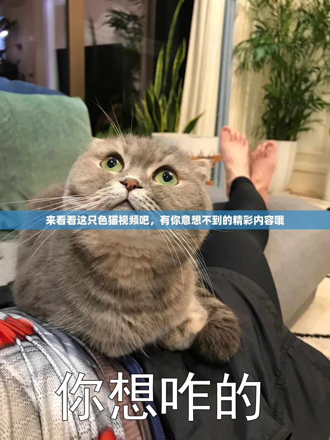 来看看这只色猫视频吧，有你意想不到的精彩内容哦