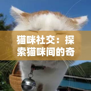 猫咪社交：探索猫咪间的奇妙互动与友谊