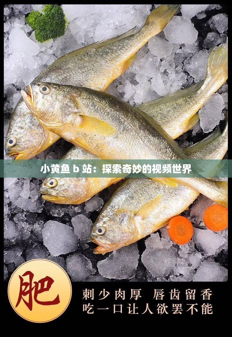 小黄鱼 b 站：探索奇妙的视频世界