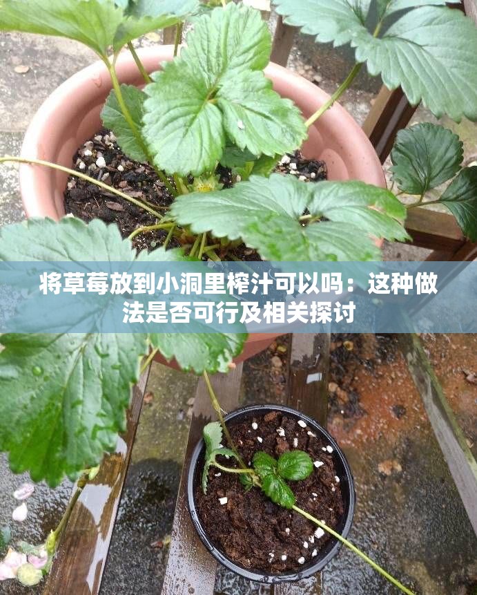 将草莓放到小洞里榨汁可以吗：这种做法是否可行及相关探讨