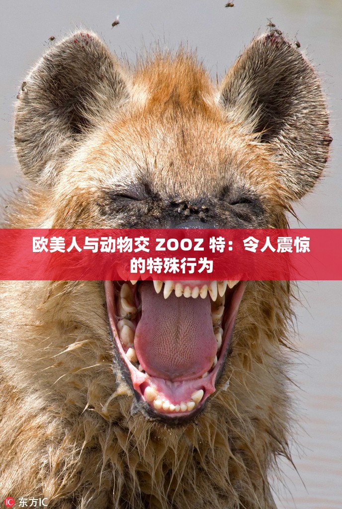 欧美人与动物交 ZOOZ 特：令人震惊的特殊行为