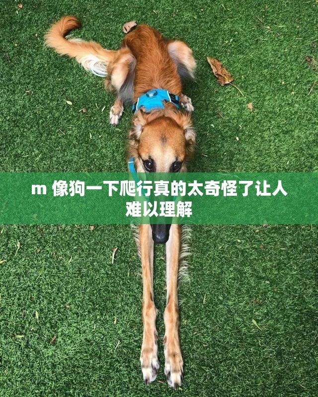 m 像狗一下爬行真的太奇怪了让人难以理解