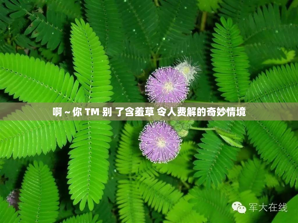 啊～你 TM 别 了含羞草 令人费解的奇妙情境