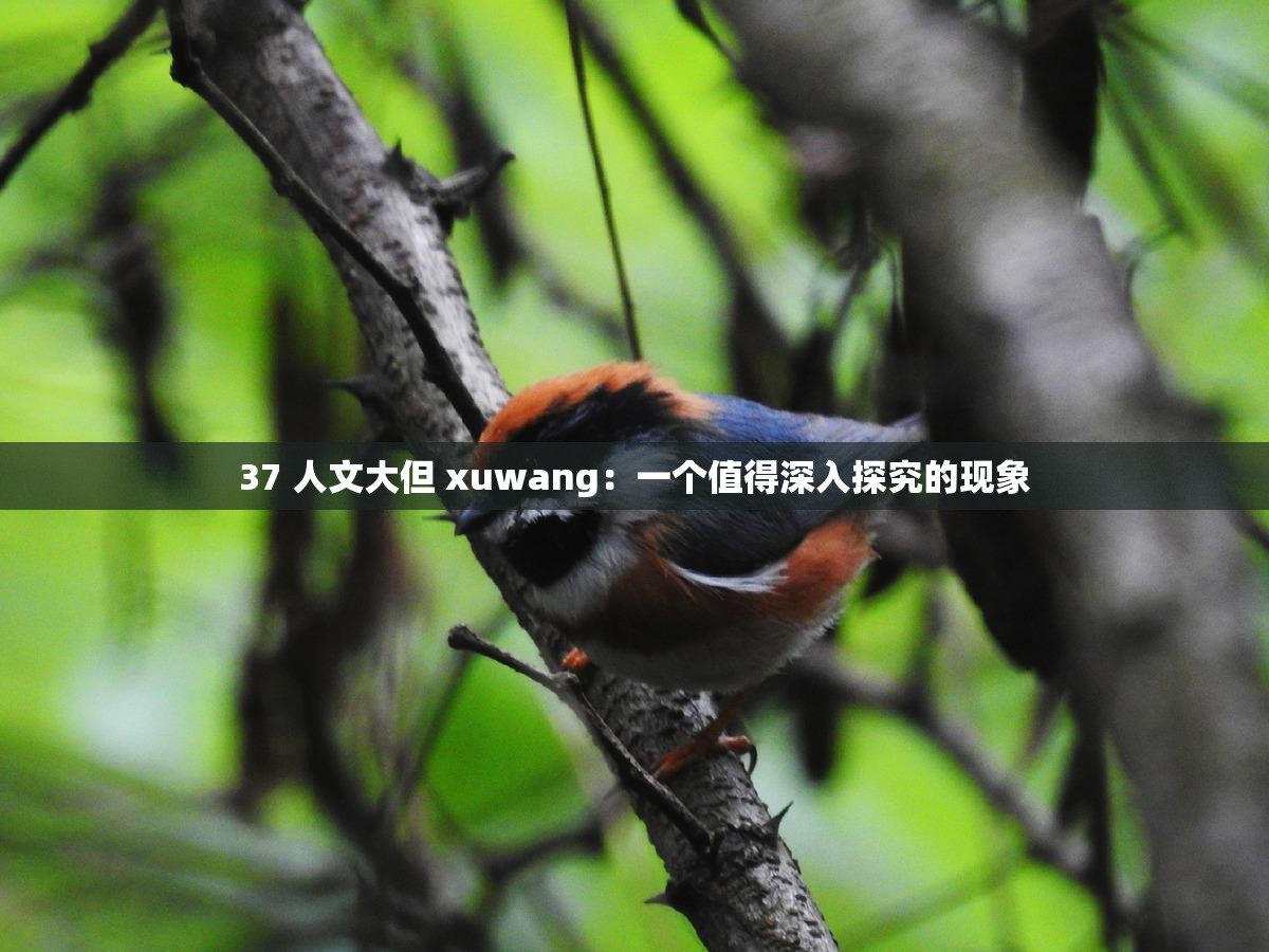 37 人文大但 xuwang：一个值得深入探究的现象