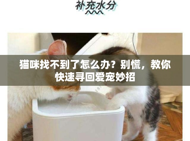 猫咪找不到了怎么办？别慌，教你快速寻回爱宠妙招