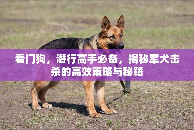 看门狗，潜行高手必备，揭秘军犬击杀的高效策略与秘籍