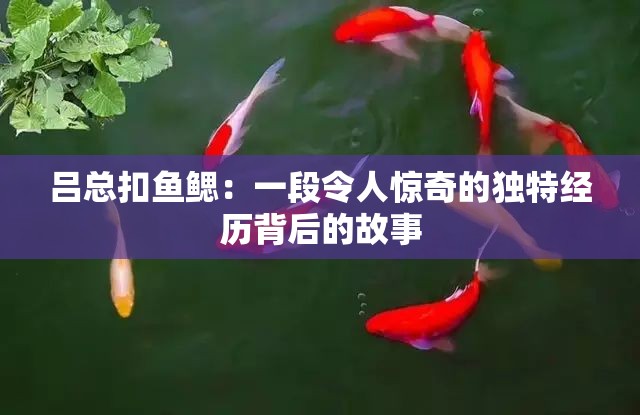 吕总扣鱼鳃：一段令人惊奇的独特经历背后的故事