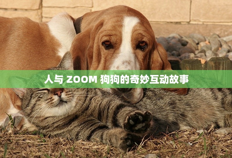 人与 ZOOM 狗狗的奇妙互动故事