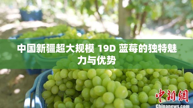 中国新疆超大规模 19D 蓝莓的独特魅力与优势