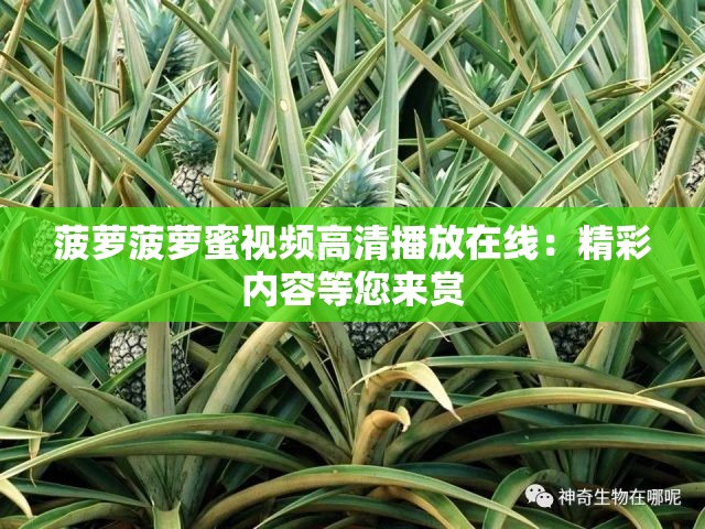 菠萝菠萝蜜视频高清播放在线：精彩内容等您来赏