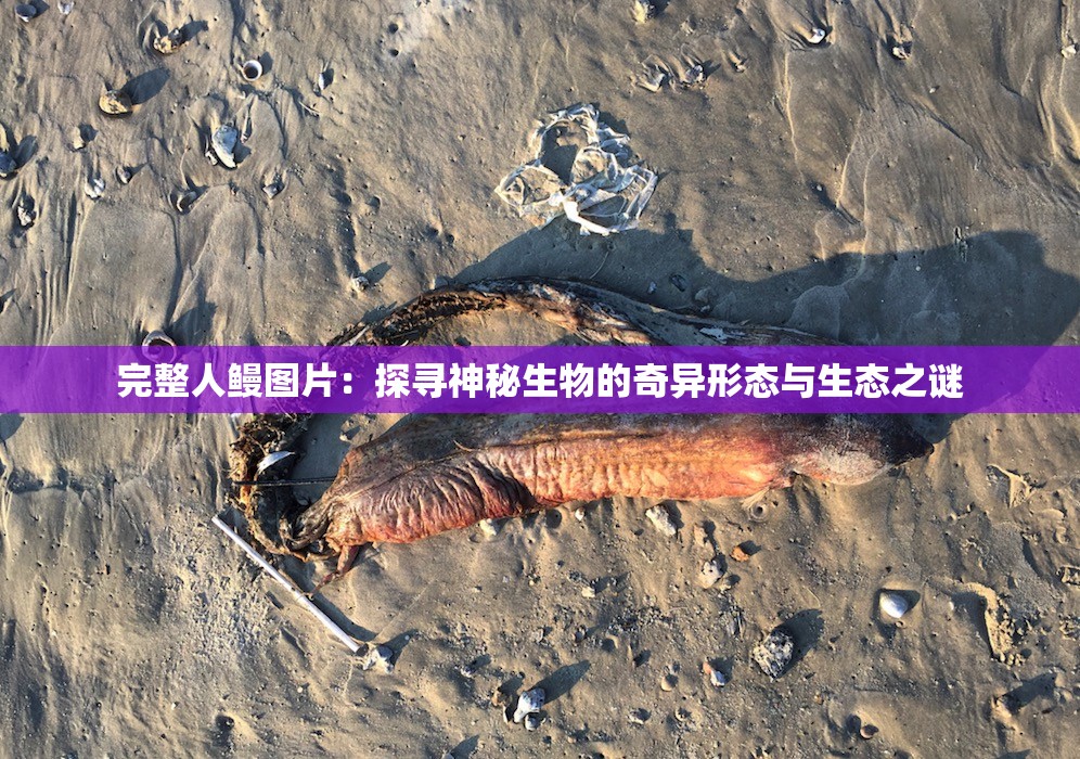 完整人鳗图片：探寻神秘生物的奇异形态与生态之谜