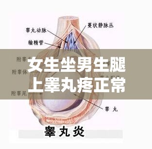 女生坐男生腿上睾丸疼正常吗图片：探究背后的原因与影响