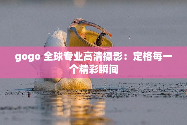 gogo 全球专业高清摄影：定格每一个精彩瞬间