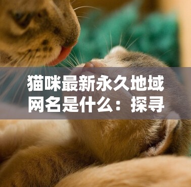 猫咪最新永久地域网名是什么：探寻其背后的意义与特点