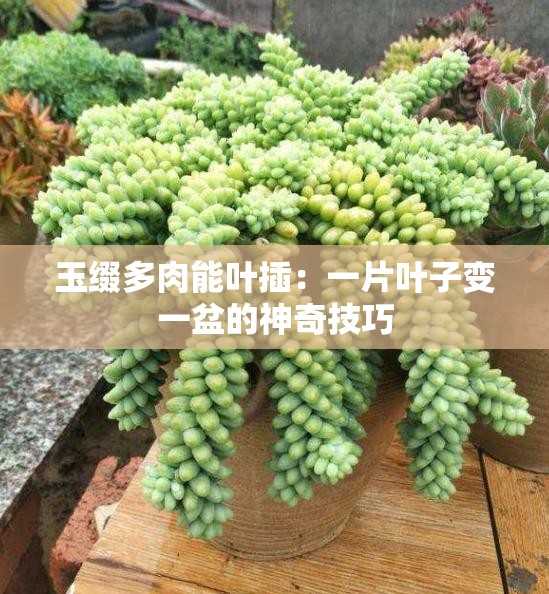 玉缀多肉能叶插：一片叶子变一盆的神奇技巧