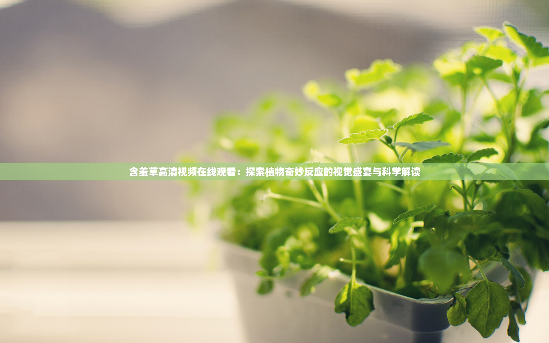 含羞草高清视频在线观看：探索植物奇妙反应的视觉盛宴与科学解读