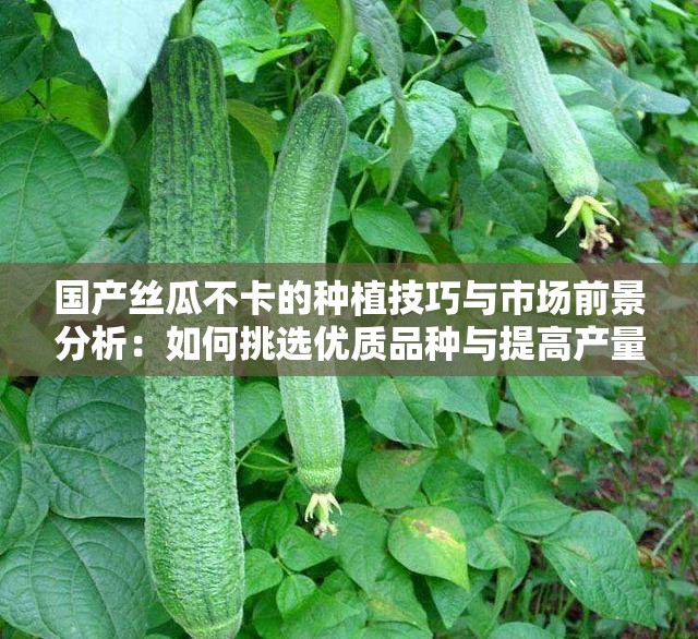 国产丝瓜不卡的种植技巧与市场前景分析：如何挑选优质品种与提高产量