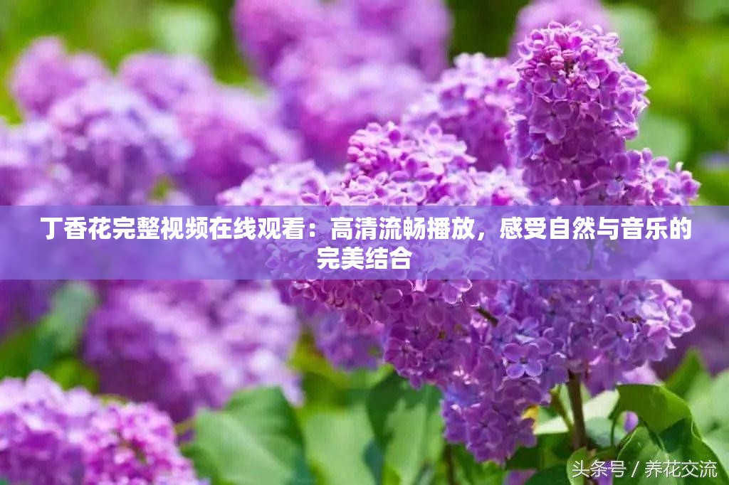 丁香花完整视频在线观看：高清流畅播放，感受自然与音乐的完美结合