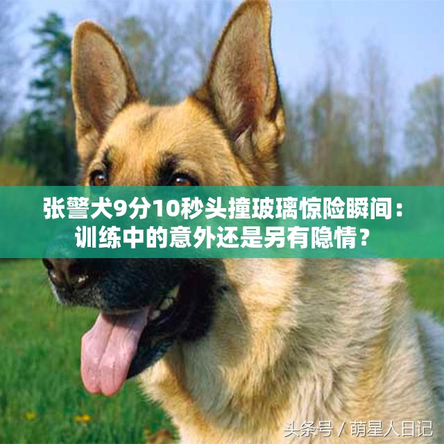 张警犬9分10秒头撞玻璃惊险瞬间：训练中的意外还是另有隐情？