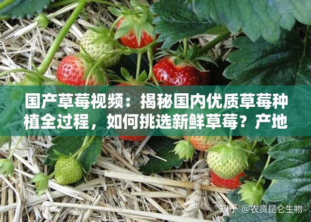 国产草莓视频：揭秘国内优质草莓种植全过程，如何挑选新鲜草莓？产地直拍实况解析（注：保留完整关键词国产草莓视频，结合疑问句式与热点词种植过程挑选技巧产地直拍增强搜索需求覆盖，通过揭秘实况解析等动词提升点击率，符合百度SEO逻辑且自然融入用户常见检索词）