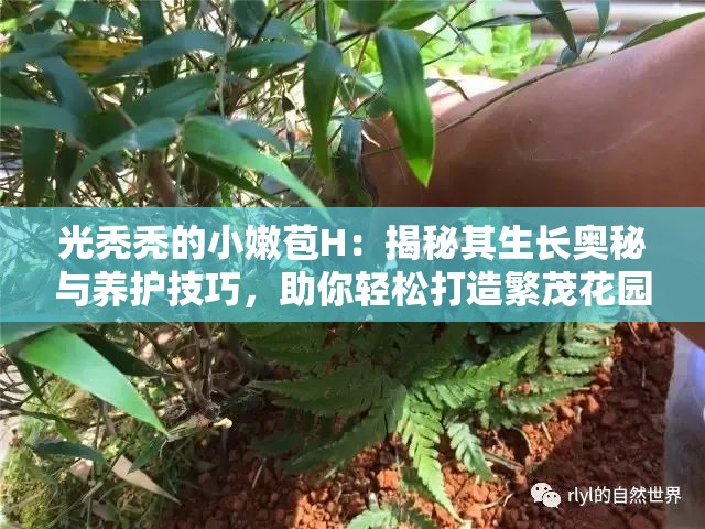 光秃秃的小嫩苞H：揭秘其生长奥秘与养护技巧，助你轻松打造繁茂花园