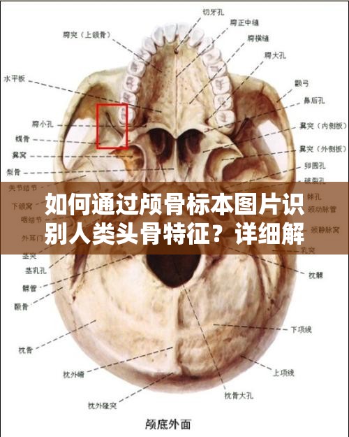 如何通过颅骨标本图片识别人类头骨特征？详细解析颅骨结构与功能