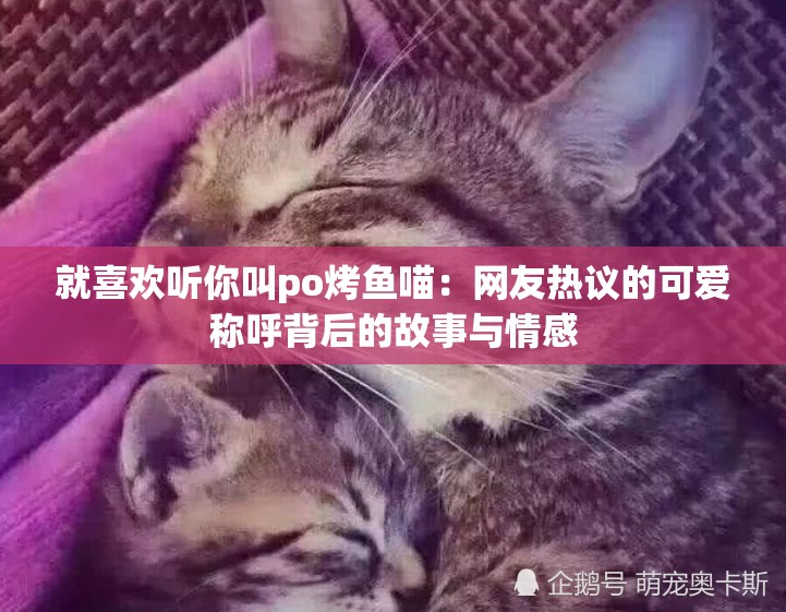 就喜欢听你叫po烤鱼喵：网友热议的可爱称呼背后的故事与情感