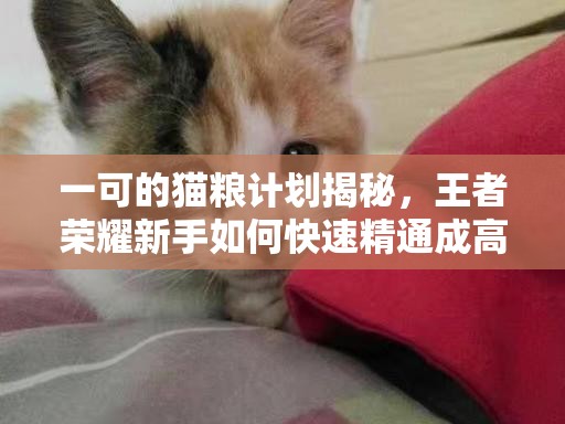 一可的猫粮计划揭秘，王者荣耀新手如何快速精通成高手？